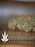 Vertigo auto fem - семена конопли от Paradise Seeds