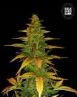 Auto Wild Dwarf
