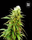 Auto Zkittly Zi Zi