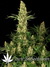 Wappa fem - феминизированные семена конопли от Paradise Seeds