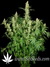 Wappa fem - феминизированные семена конопли от Paradise Seeds