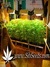 Wappa fem - феминизированные семена конопли от Paradise Seeds