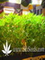 Wappa fem - феминизированные семена конопли от Paradise Seeds