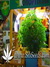 Wappa fem - феминизированные семена конопли от Paradise Seeds