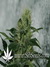 Wappa fem - феминизированные семена конопли от Paradise Seeds