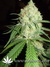 Wappa fem - феминизированные семена конопли от Paradise Seeds