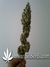 Wappa fem - феминизированные семена конопли от Paradise Seeds