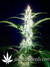 Auto West Coast O.G. fem - автоцветущие феминизированные семена конопли от Fast Buds