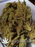 Auto West Coast O.G. fem - автоцветущие феминизированные семена конопли от Fast Buds