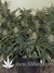 Auto West Coast O.G. fem - автоцветущие феминизированные семена конопли от Fast Buds