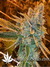 Auto West Coast O.G. fem - автоцветущие феминизированные семена конопли от Fast Buds