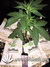 Auto West Coast O.G. fem - автоцветущие феминизированные семена конопли от Fast Buds