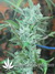 Auto West Coast O.G. fem - автоцветущие феминизированные семена конопли от Fast Buds