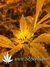 Auto West Coast O.G. fem - автоцветущие феминизированные семена конопли от Fast Buds