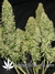 Auto West Coast O.G. fem - автоцветущие феминизированные семена конопли от Fast Buds