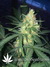 Auto West Coast O.G. fem - автоцветущие феминизированные семена конопли от Fast Buds