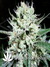 Auto West Coast O.G. fem - автоцветущие феминизированные семена конопли от Fast Buds