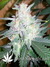 Auto West Coast O.G. fem - автоцветущие феминизированные семена конопли от Fast Buds