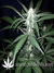 Auto West Coast O.G. fem - автоцветущие феминизированные семена конопли от Fast Buds
