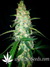 Auto West Coast O.G. fem - автоцветущие феминизированные семена конопли от Fast Buds