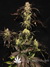 Paradise Seeds / White Berry fem - семена конопли от Paradise Seeds