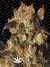 Paradise Seeds / White Berry fem - семена конопли от Paradise Seeds