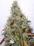 Paradise Seeds / White Berry fem - семена конопли от Paradise Seeds