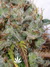 Paradise Seeds / White Berry fem - семена конопли от Paradise Seeds