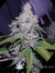 Paradise Seeds / White Berry fem - семена конопли от Paradise Seeds