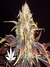 Paradise Seeds / White Berry fem - семена конопли от Paradise Seeds