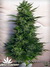 Paradise Seeds / White Berry fem - семена конопли от Paradise Seeds