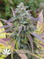 Paradise Seeds / White Berry fem - семена конопли от Paradise Seeds