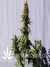 White Domina fem - феминизированные семена конопли от Kannabia Seeds