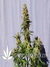 White Domina fem - феминизированные семена конопли от Kannabia Seeds
