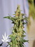 White Domina fem - феминизированные семена конопли от Kannabia Seeds