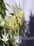 White Domina fem - феминизированные семена конопли от Kannabia Seeds