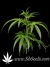 White Rhino fem - семена конопли от Green House Seeds