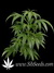 White Rhino fem - семена конопли от Green House Seeds