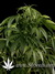 White Rhino fem - семена конопли от Green House Seeds