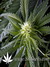 White Rhino fem - семена конопли от Green House Seeds