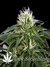 White Rhino fem - семена конопли от Green House Seeds
