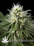 White Rhino fem - семена конопли от Green House Seeds