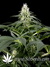 White Rhino fem - семена конопли от Green House Seeds