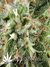 White Rhino fem - семена конопли от Green House Seeds