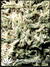 White Rhino fem - семена конопли от Green House Seeds