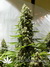 Serious Seeds / White Russian - fem семена конопли от Serious Seeds
