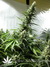 Serious Seeds / White Russian fem - семена конопли от Serious Seeds