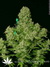 Serious Seeds / White Russian fem - семена конопли от Serious Seeds