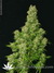 Serious Seeds / White Russian fem - семена конопли от Serious Seeds