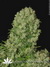 Serious Seeds / White Russian fem - семена конопли от Serious Seeds